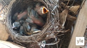 Seuraa suorana mustarastaan pesintää halkopinossa – katso, kuinka vanhemmat hoivaavat poikasiaan: 12.06.2020 09.45