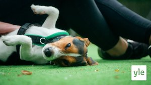 Hermostunut ranskanbulldoggi: 16.06.2020 06.00