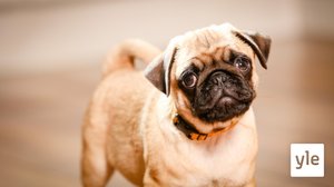 Koiranpentujen ensihetket: 15.06.2020 06.00