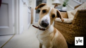 Koiranpentujen ensihetket: 15.06.2020 06.00