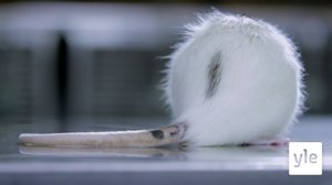 Muisti: Juopot rotat: 26.06.2020 09.30