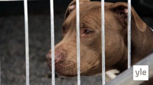 Eläimet lähellä sydäntä: 26.06.2020 16.30