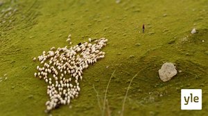 Upea Georgia: 28.06.2020 15.30