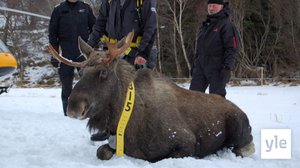 Metsän kuningas: 04.07.2020 00.01