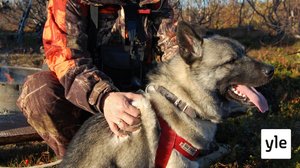 Hirvenmetsästys: 04.07.2020 00.01