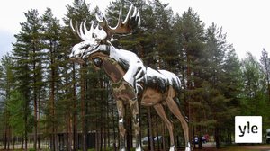 Hirviharmeja: 04.07.2020 00.01