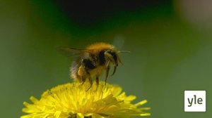 Pörriäisen lento: 01.07.2020 01.00