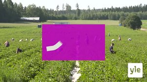 Peltotyö sujuu suomalaiseltakin: 03.07.2020 13.41