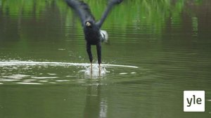 Luontomatkalla: 06.08.2020 06.00