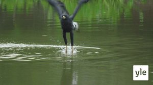 Luontomatkalla: 06.08.2020 06.00