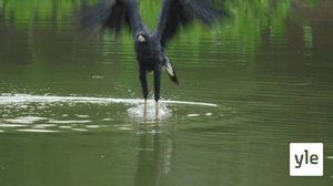 Luontomatkalla: 06.08.2020 06.00