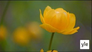 Jokiemme helmet: Tenojoki: 17.08.2020 00.01