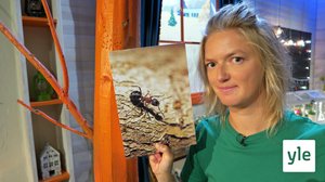 Myror i brallorna (S): 01.09.2020 10.22