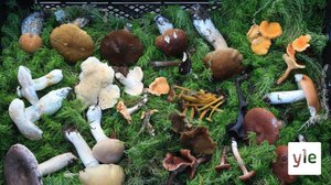 Sienet ovat tuntemattomia monille suomalaisille: 19.08.2020 11.35