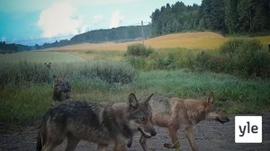 Metsän elämää: 25.08.2020 00.01