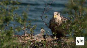 Luontoretkellä:  Merikotkien uhka: 26.08.2020 05.55