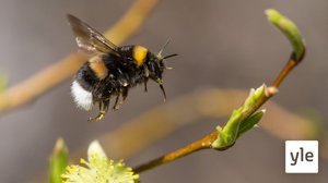 Mesipistiäiset katoavat: 24.08.2020 00.01