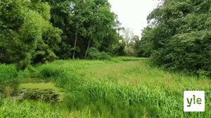 Isosorsimo nielaisi Lappijoen : 25.08.2020 10.39