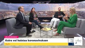 Koira voi haistaa koronaviruksen, hunajan terveyshyödyt, olemmeko biologisia automaatteja?: 26.08.2020 08.00