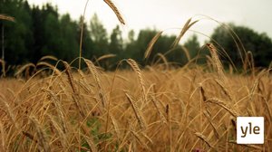 Vaihtelevat säät jarruttavat viljan puintia: 26.08.2020 10.43