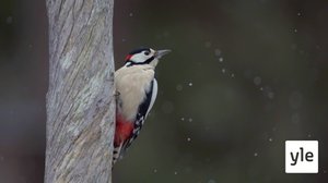 Intohimo: 31.08.2020 06.00