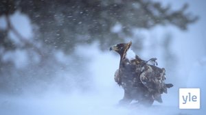 Lumisade: 31.08.2020 06.00