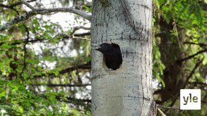 Kevätlaulua: 31.08.2020 06.00