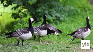 Millä keinoilla aiotaan vähentää valkoposkihanhien aiheuttamia vahinkoja?: 01.09.2020 16.40