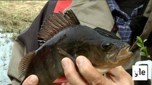 Katiskoilla ja rysillä Uljualla: 06.09.2020 00.01