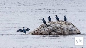 Merimetso heikentää ahvensaaliita lajin pesimäalueilla: 02.09.2020 12.49