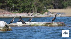 Merimetso heikentää ahvensaaliita lajin pesimäalueilla: 02.09.2020 13.37