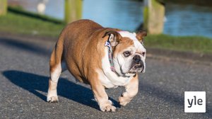 Koirien lyttynaamat ja lyhyet kallot ovat eläinsuojelulain vastaisia: 03.09.2020 11.34