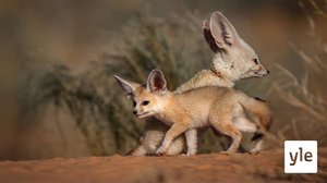 Syvyyksistä aavikolle: 07.09.2020 06.00