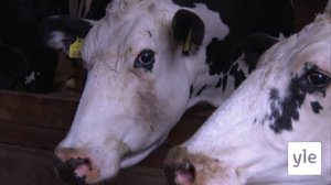 Jontti med korna hela veckan: 21.09.2020 07.00