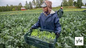 Japanissa kehitetty vihannes kasvaa hyvin myös suomalaisilla pelloilla: 11.09.2020 11.29