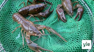 Täplärapujen tehopyynnillä suojellaan jokirapukantaa: 14.09.2020 10.30