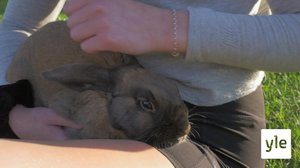 Katso, kani loikkaa : 15.09.2020 00.01