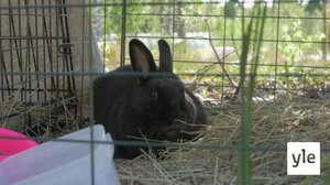 Katso, kani loikkaa : 15.09.2020 00.01