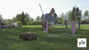 Katso, kani loikkaa : 15.09.2020 00.01