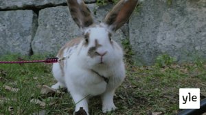 Katso, kani loikkaa : 15.09.2020 00.01