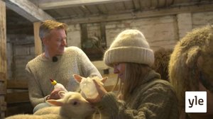 Sonja ja Mårten vastasyntyneiden karitsojen parissa: 17.09.2020 00.01