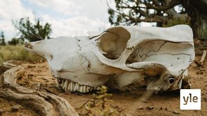 Georgia O'Keeffe ja New Mexico: 21.09.2020 06.00