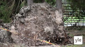 Aila-myrsky riepottelee Lounais-Suomea: 17.09.2020 16.24