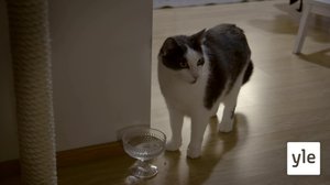 Raivoa Raisiossa: 21.09.2020 00.01