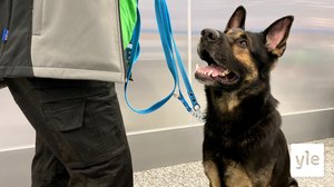 Onko tämä miellyttävin koronatesti? Nämä neljä koronakoiraa ovat nyt valmiita aloittamaan työnsä Helsinki-Vantaalla: 22.09.2020 11.13