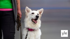 Koira haistaa koronan paremmin kuin PCR-testit: 23.09.2020 09.46