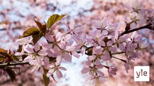Asukkaiden aloitteesta syntynyt kirsikkapuisto täyttyy puista Lappeenrannasta: 25.09.2020 13.21