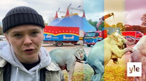 Cirkus är kul - men inte för djuren. Nu förbjuder Frankrike vilda djur på cirkusar: 30.09.2020 16.36