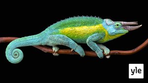 Havaiji: 05.10.2020 06.00