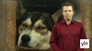 Yle Oddasat: 01.10.2020 15.50